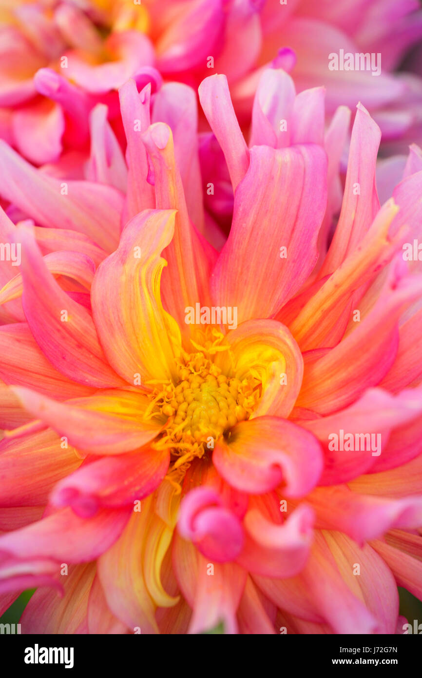 Bahama Mama dahlia, Swan Island Dahlias, Canby, Oregon Stock Photo Alamy