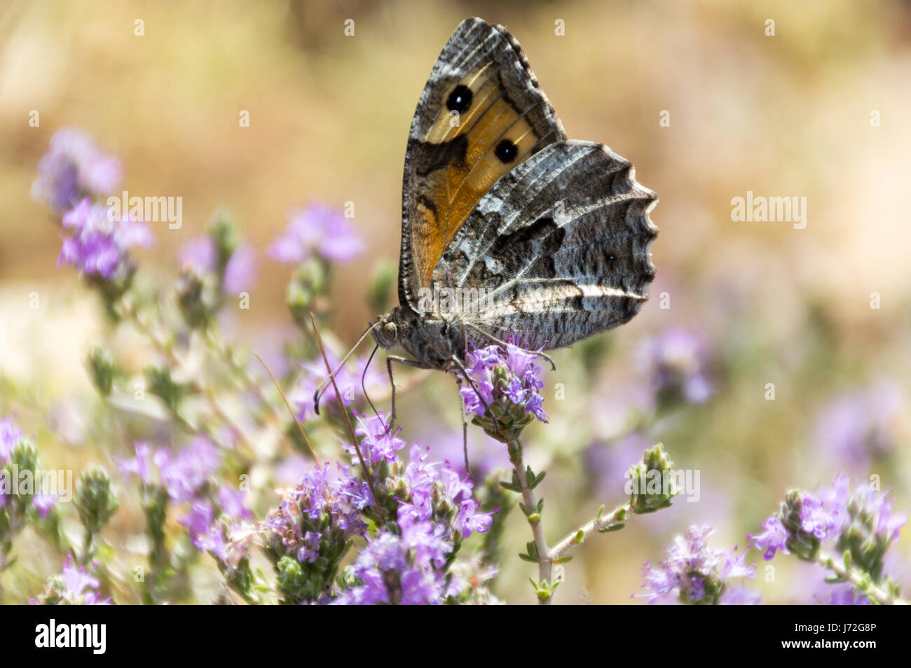 Found this butterfly while decending the Balos Beach Trail Stock Photo