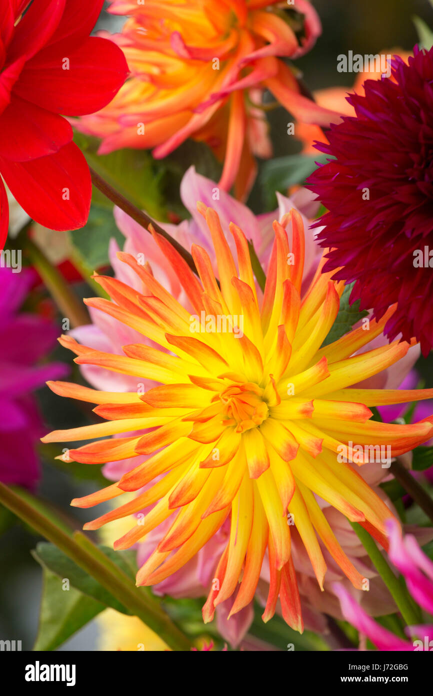 Dahlias arrangement hi-res stock photography and images - Alamy
