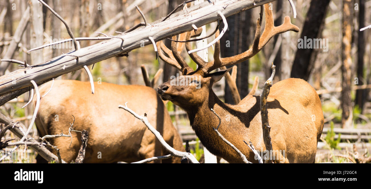 Two big bule male Elk forage between fallen trees in a burned out area of the forest in Yellowstone National Park Stock Photo