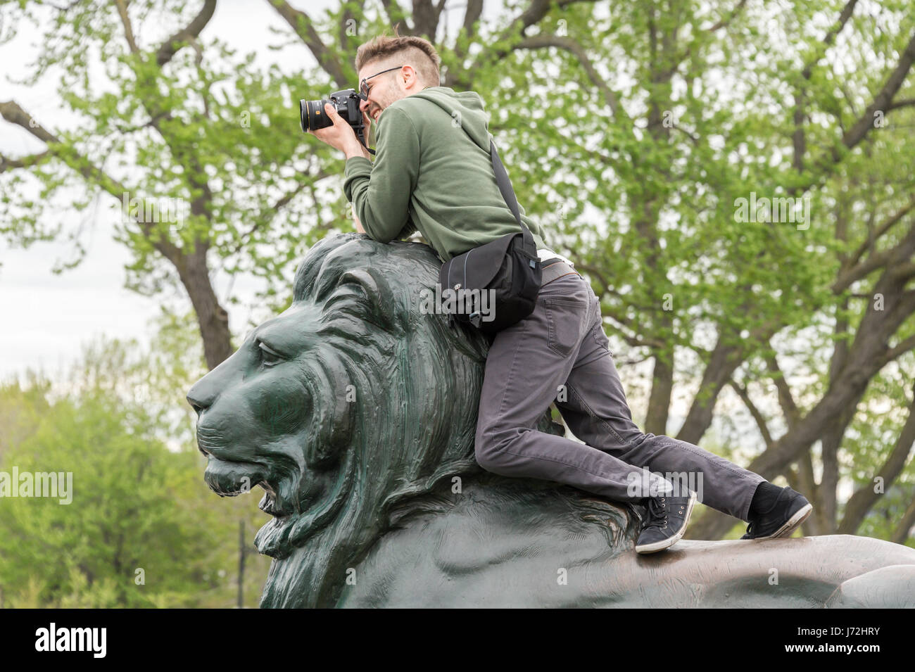 Montreal, CA - 19 May 2017:  A photographer lays on the head of a lions statue to take pictures of Royal de Luxe performance Stock Photo