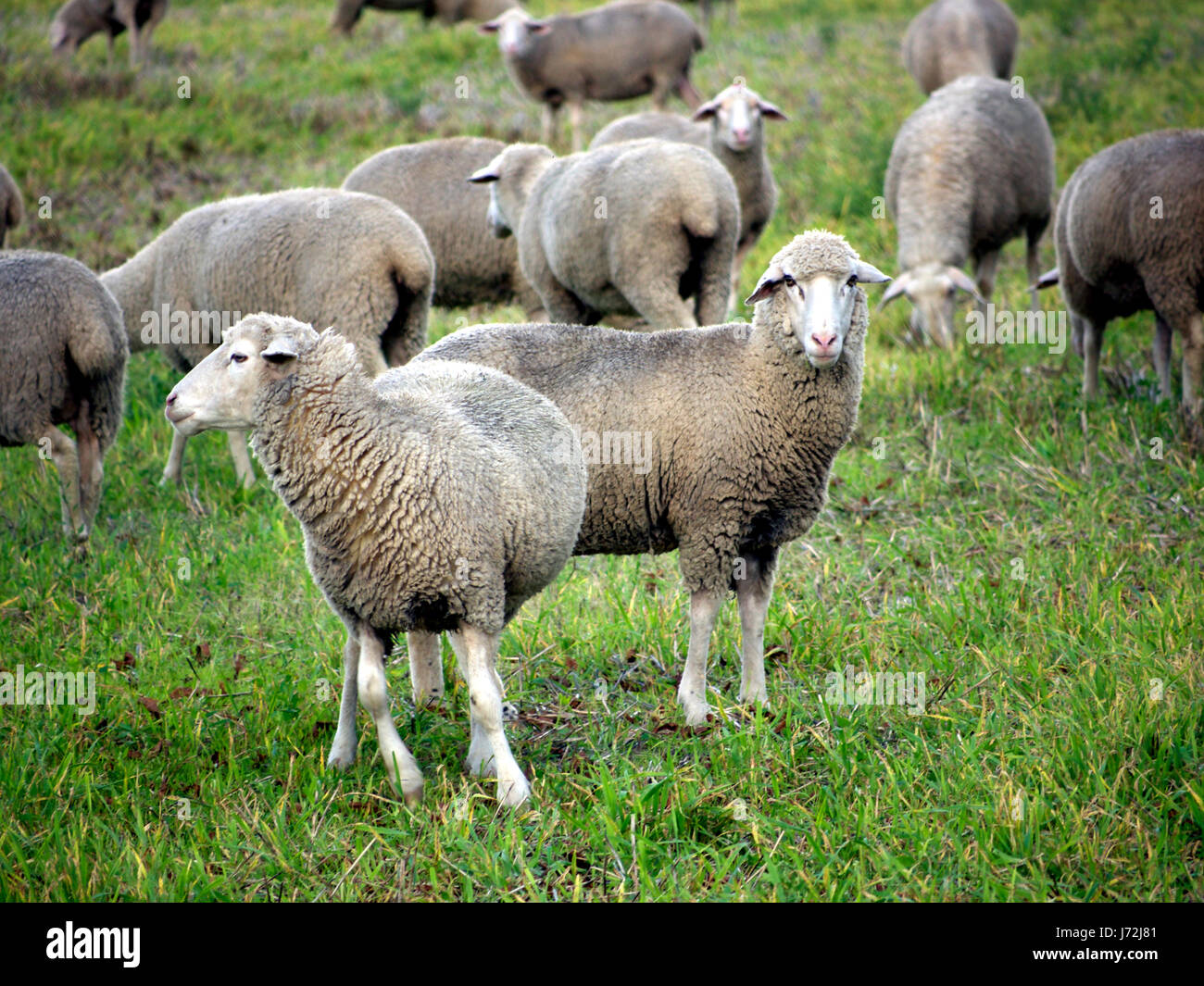 pet sheep meadow willow animal pet mammal quadruped sheep creature vertebrate Stock Photo