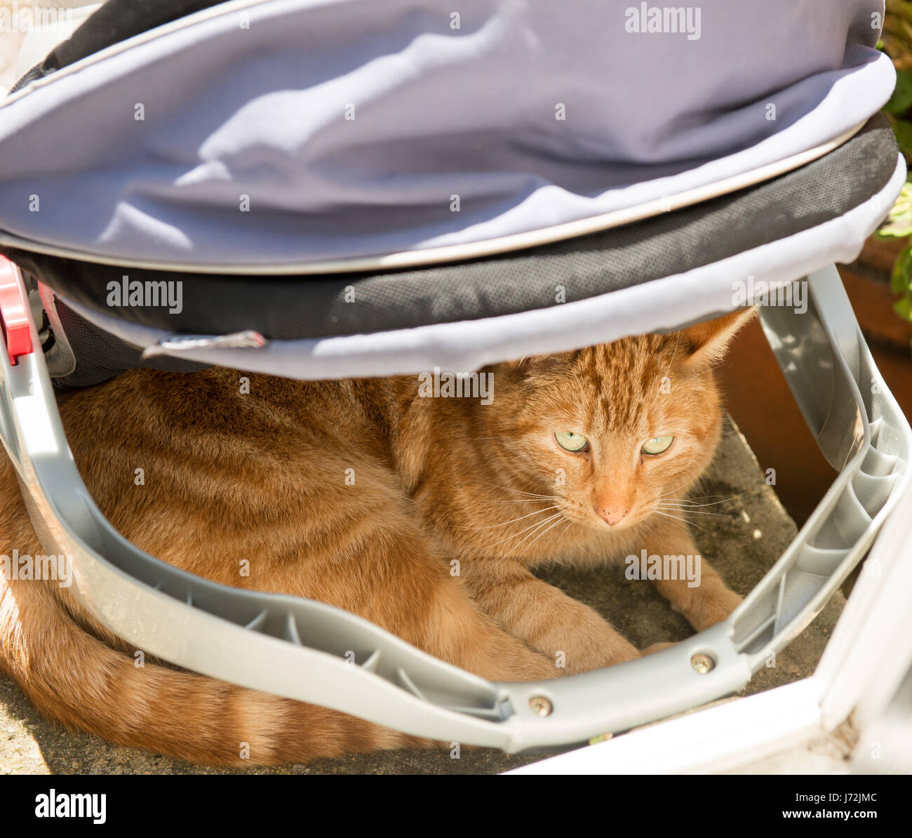 Cat hiding under hires stock photography and images Alamy