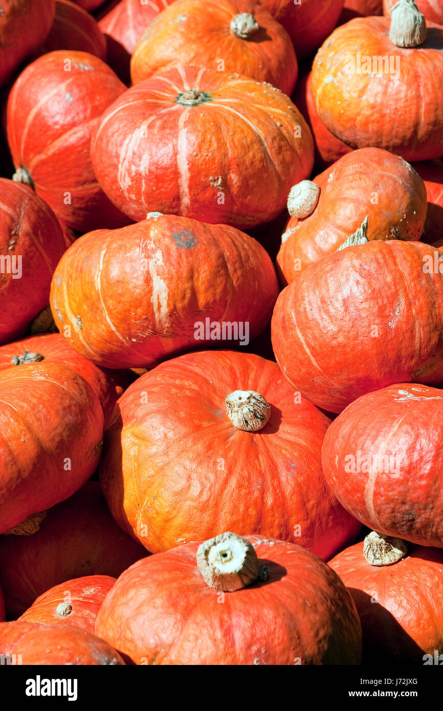 Krbis Helloween Fest Herbstzeithokkaido Gro Ernte Erntezeit Krbis