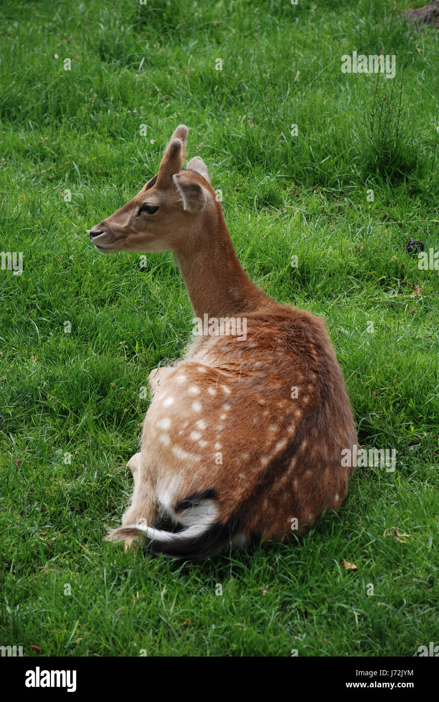 animal wild horns bast phloem fallow deer zoology nature hart stag park