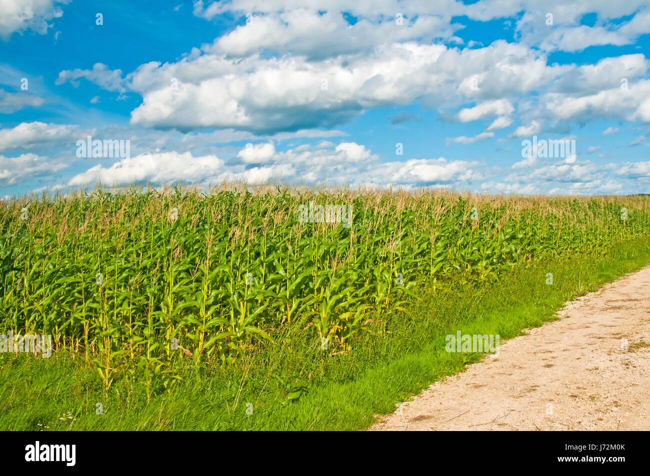 agrarian agriculture farming field cultivation corn production blue food Stock Photo Alamy