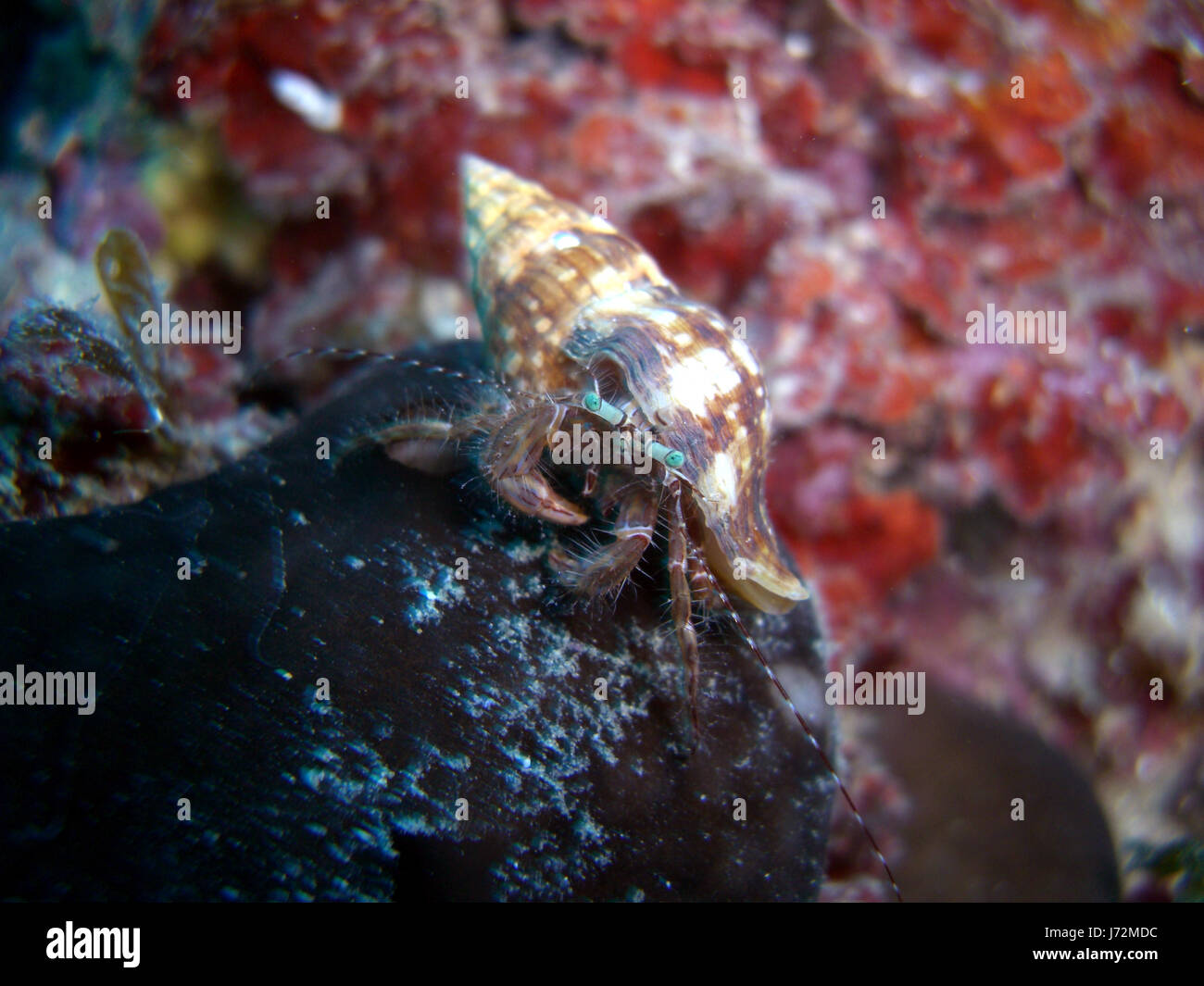 water mediterranean salt water sea ocean underwater malta snail shell