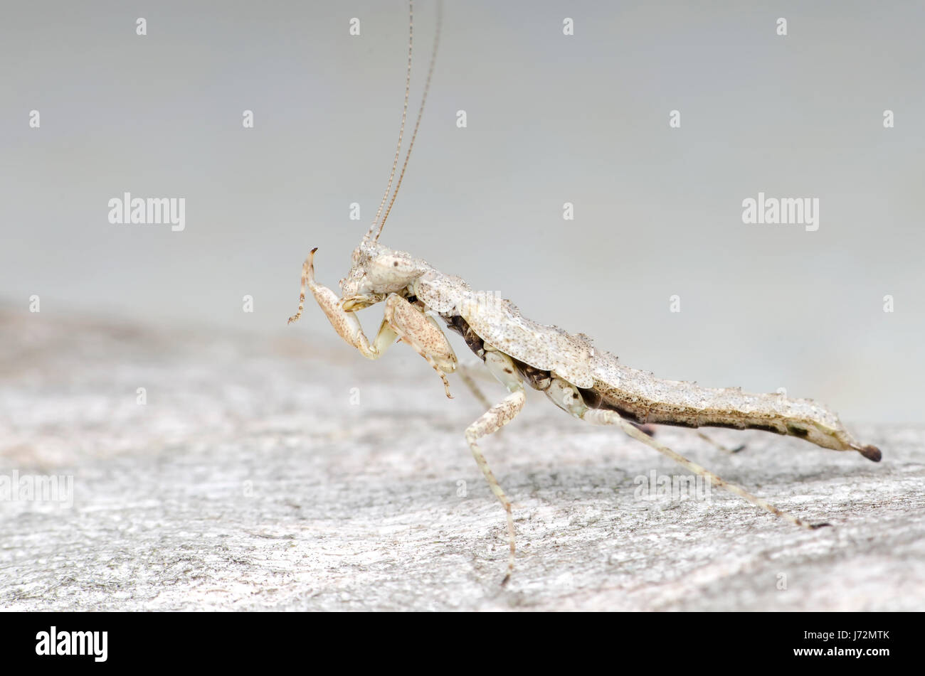 closeup praying mantis. bark mantis side view.Amorphoscelis.sp nymph ...