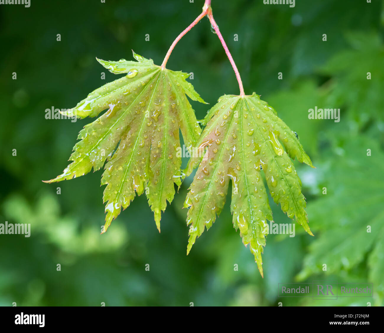 Raindrops reflect the light on a pair of maple leaves Stock Photo