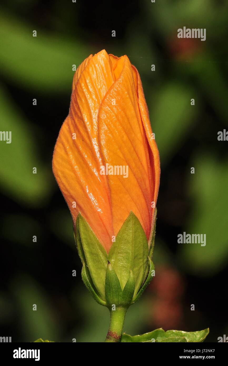 hybiscus orange 118 771 361 Stock Photo