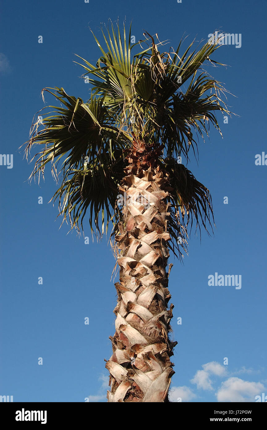 palm tree Stock Photo
