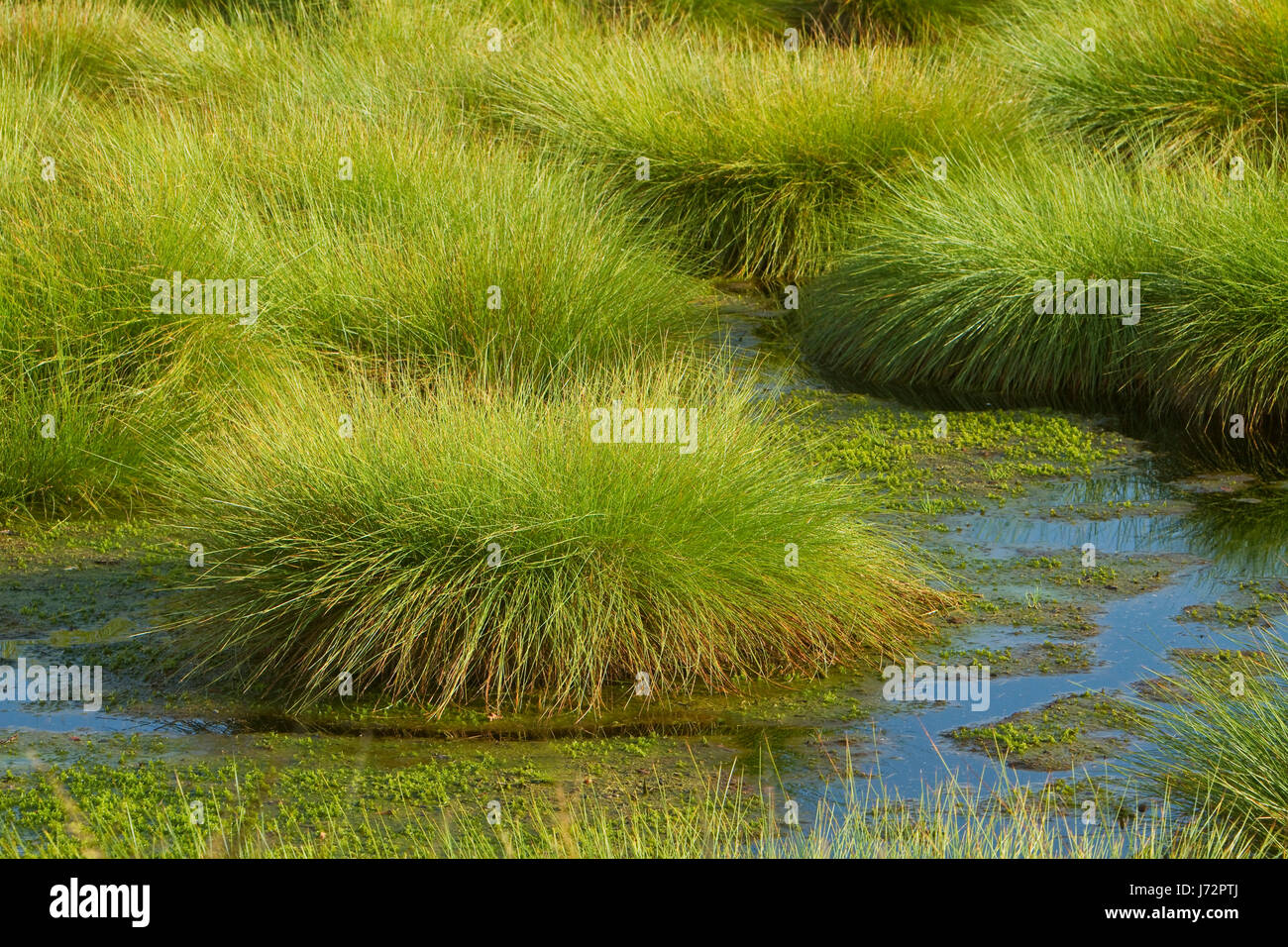 swamp wet fen moist colour bulrushes colors colours water green swamp wet fen Stock Photo