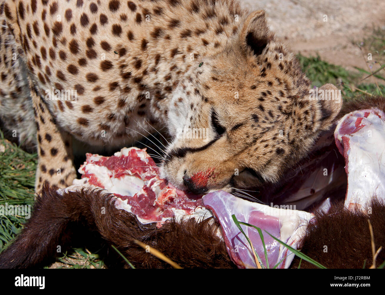 eating cheetah Stock Photo