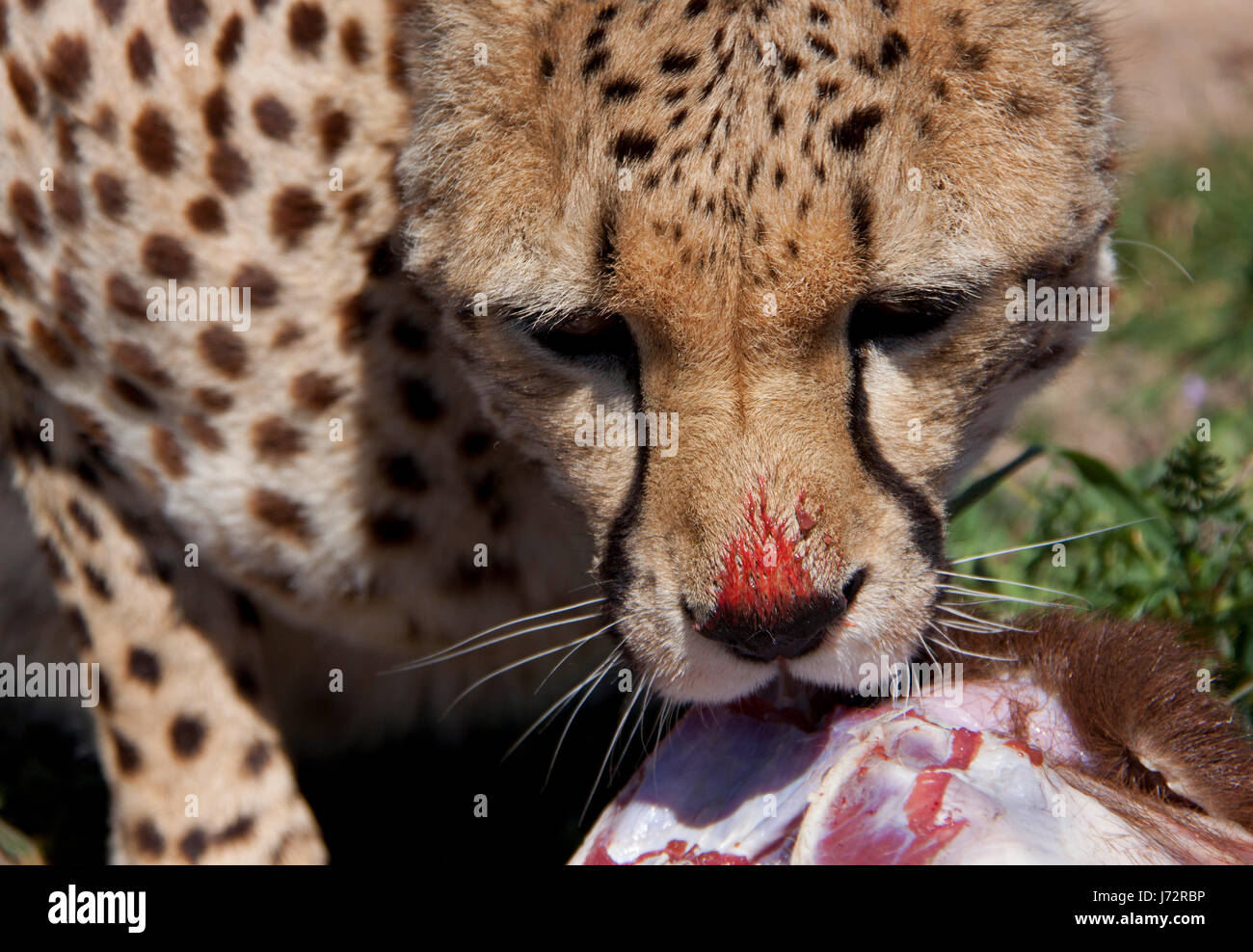 food aliment travel teeth victim to gorge engulf devour cat big cat feline Stock Photo