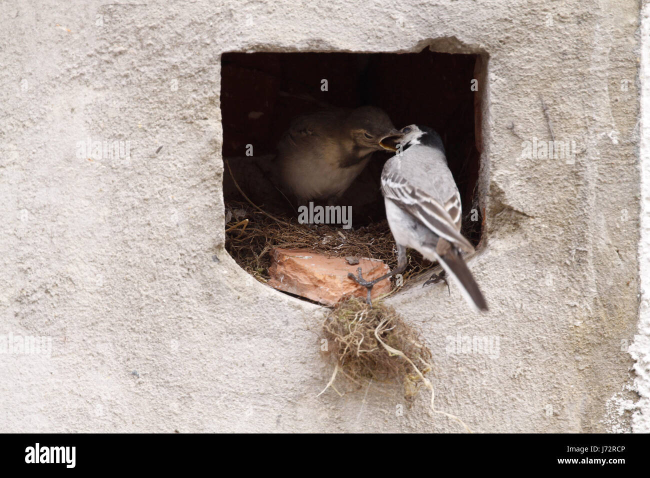 bird birds nest singing-bird bobolinks wagtail stilt bird birds nest feed Stock Photo