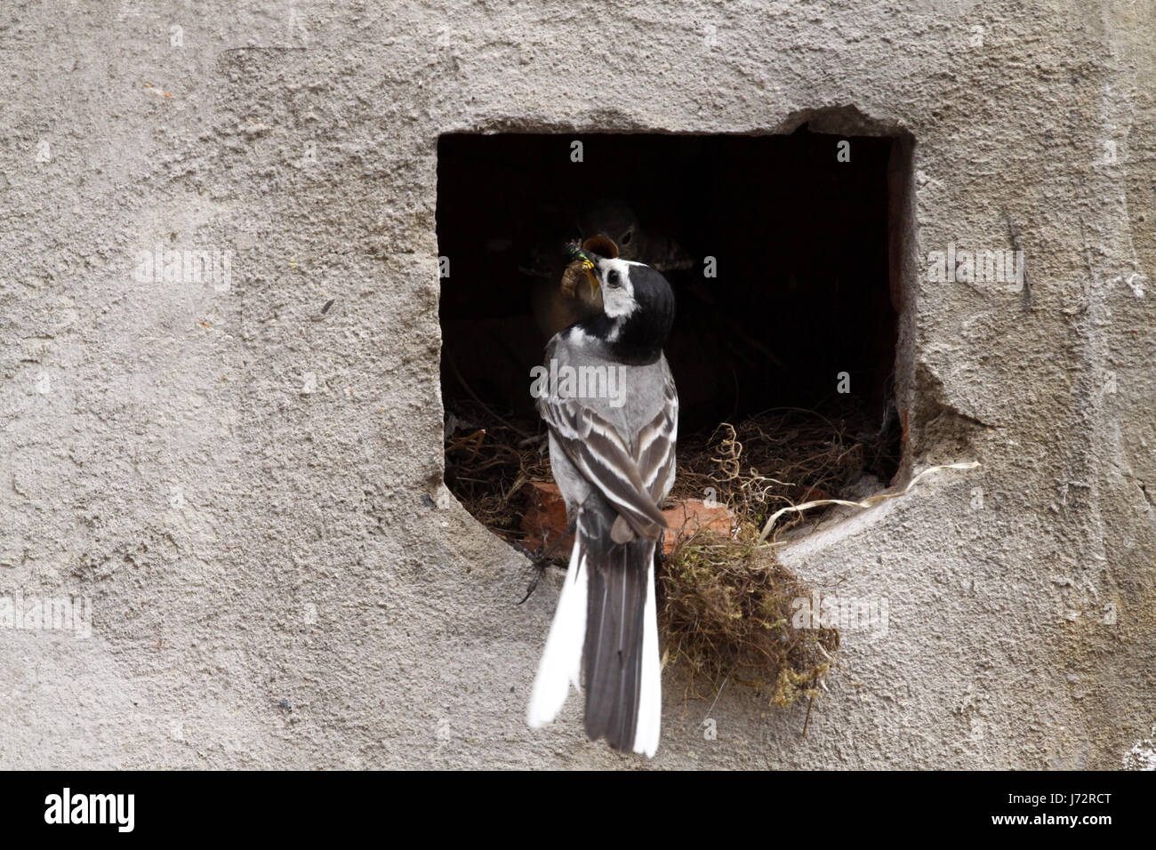 wagtails nest (feeding) Stock Photo