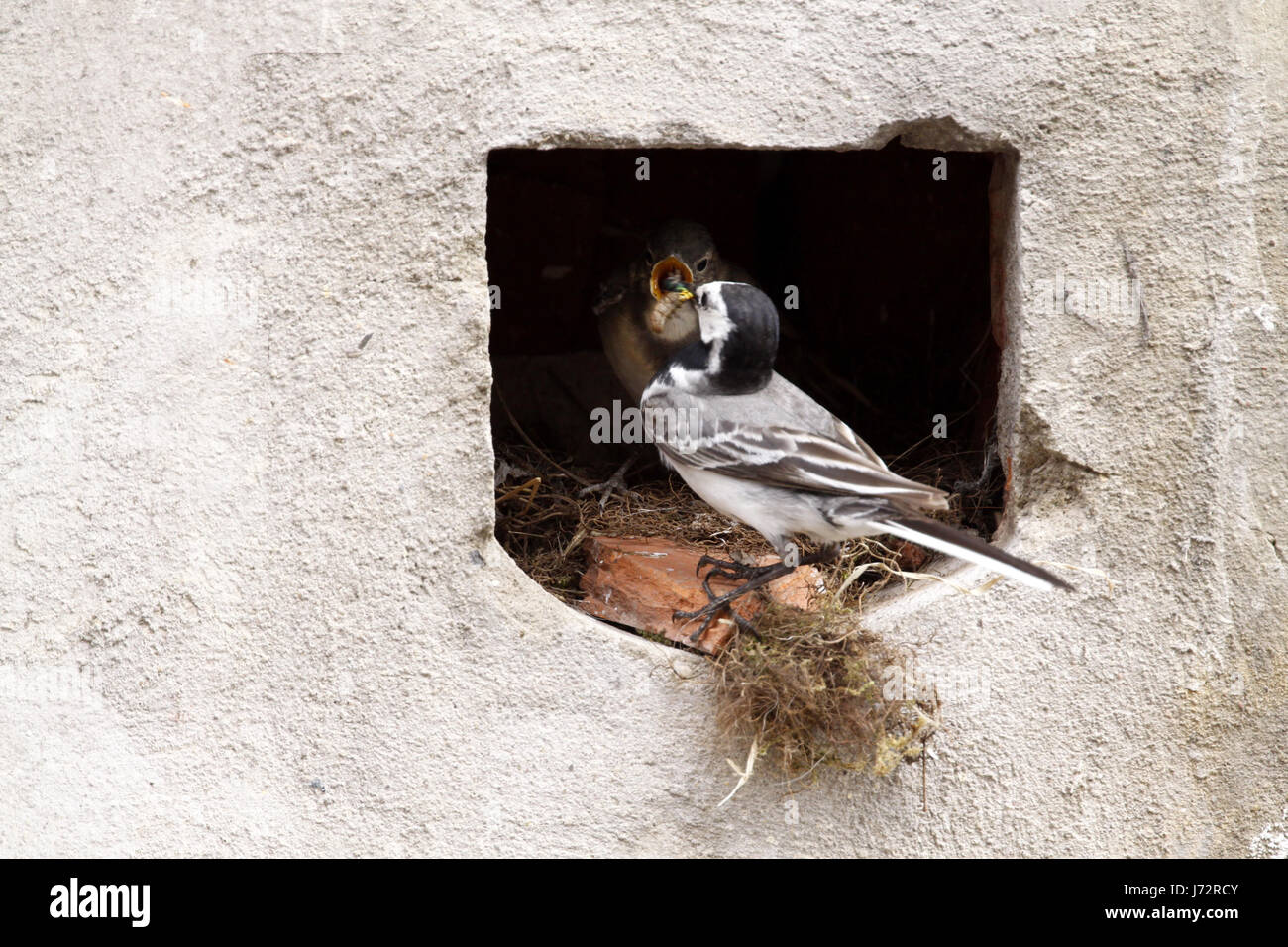 bird birds nest singing-bird bobolinks wagtail stilt bird birds nest feed Stock Photo