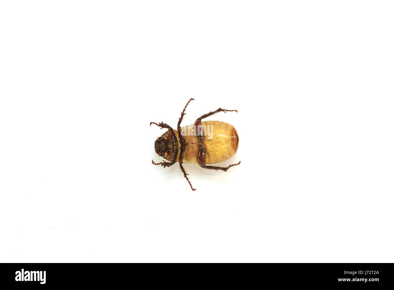 Cockchafer or  May bug on white background Stock Photo