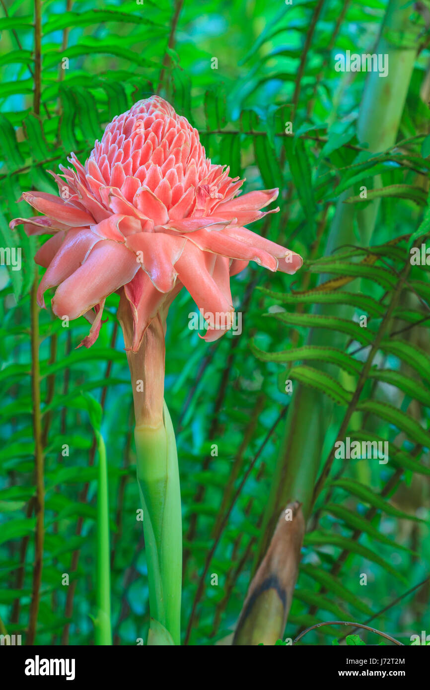 flowers from Thailand, Etlingera Elatior or Red Torch Ginger Stock Photo Alamy