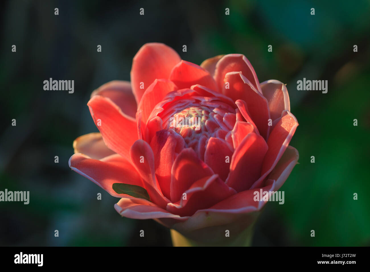 Abstract flower with sunray,  Etlingera Elatior or Red Torch Ginger Stock Photo