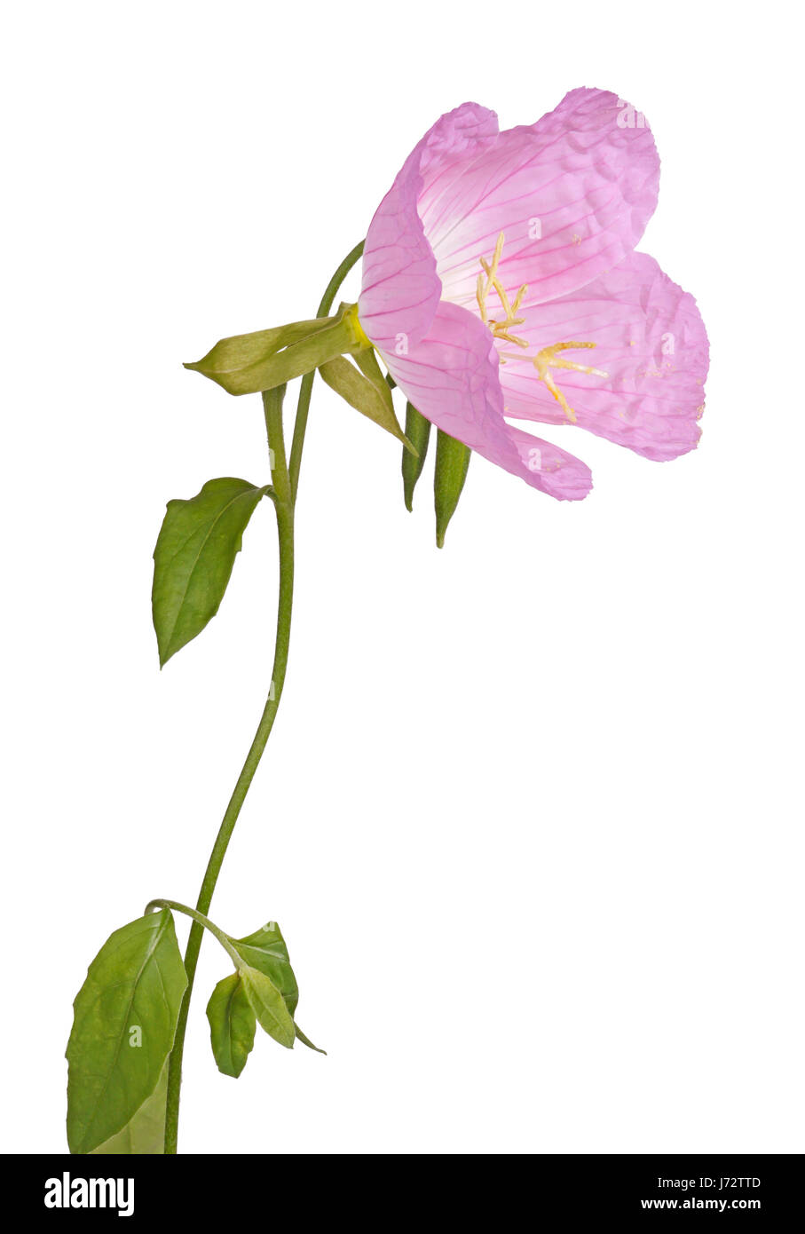 Side view of a single flower, stem, leaves and bud of the pink evening primrose (Oenothera speciosa) isolated against a white background Stock Photo