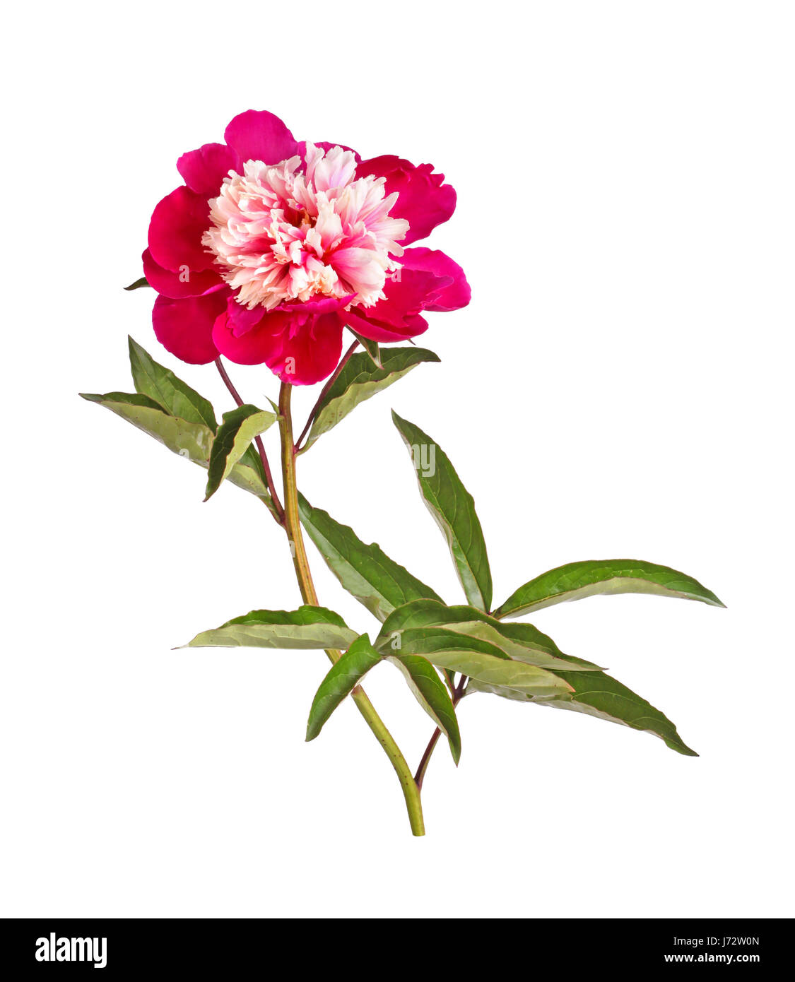 One double anemone-form flower, stem and leaves of a red and white peony (Paeonia lactiflora) cultivar isolated against a white background Stock Photo