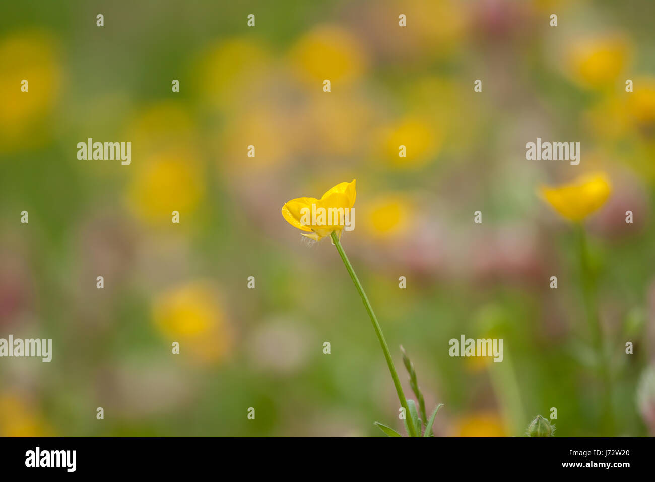 Green grass background hi-res stock photography and images - Alamy