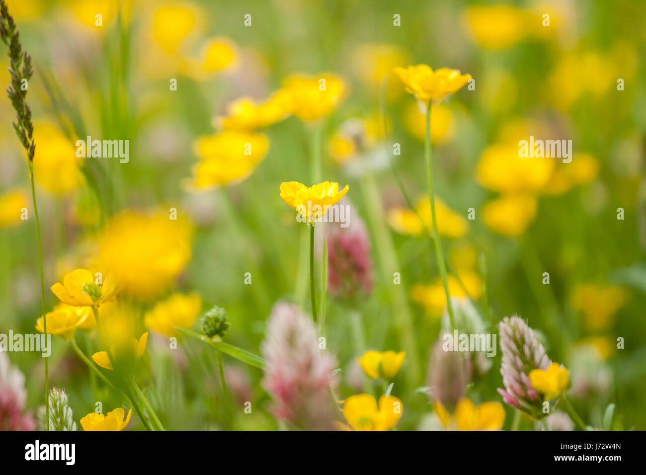 wild field flowers on green grass background Stock Photo - Alamy