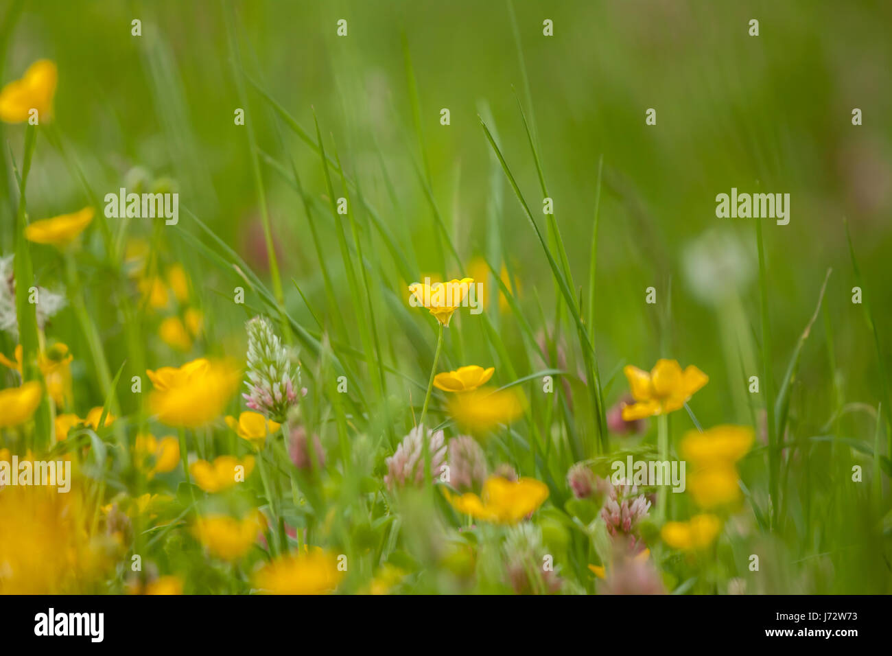 wild field flowers on green grass background Stock Photo - Alamy