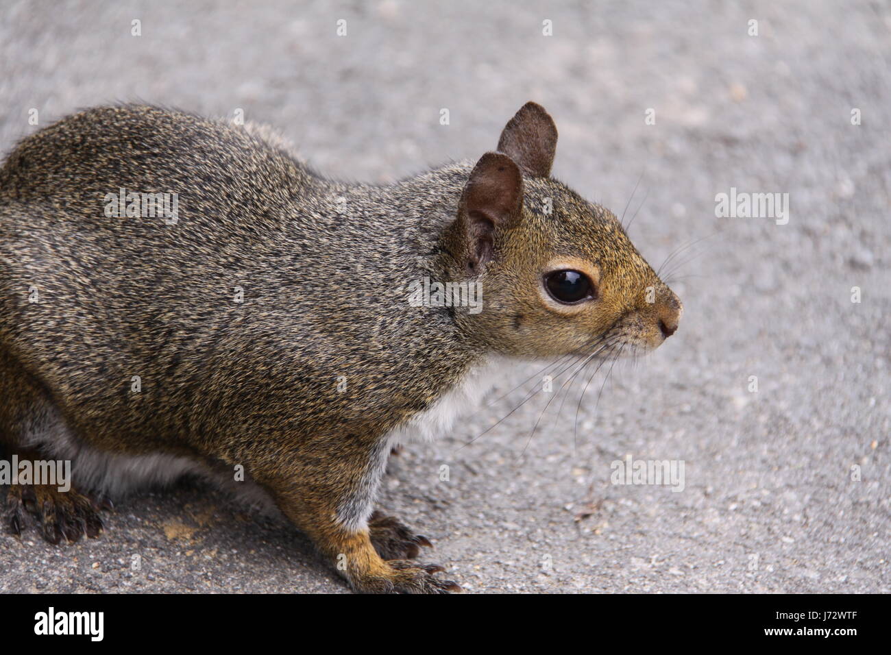 squirrel in close Stock Photo