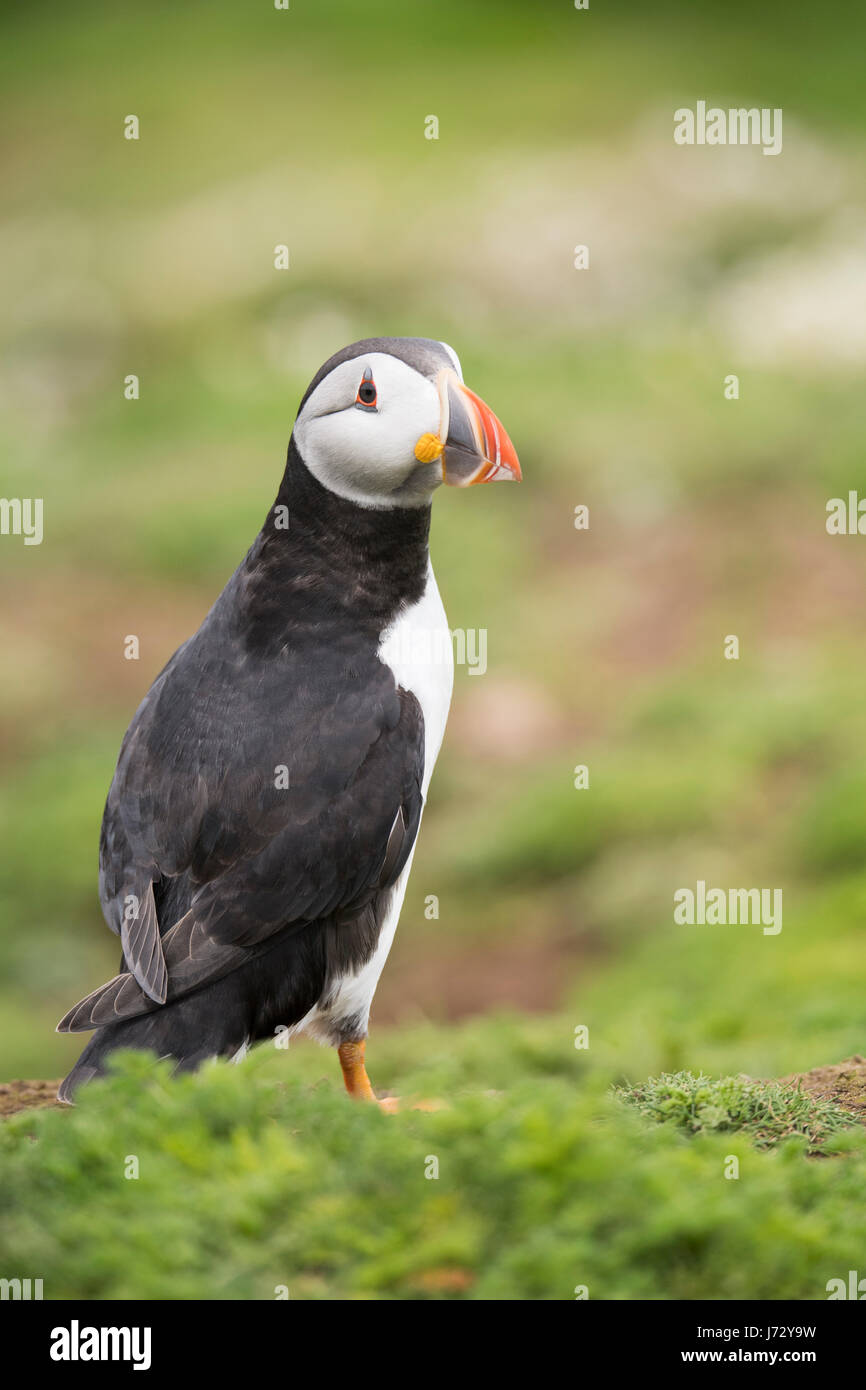 Full body portrait of a beautiful Puffin. Stock Photo