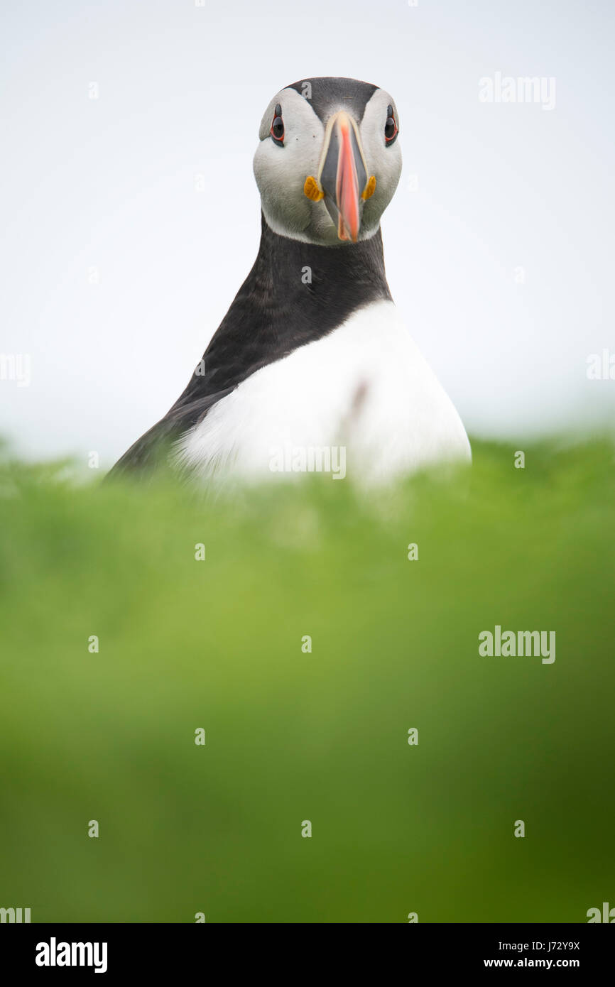 Low angle portrait of a puffin as it peeks from behind a hill. Stock Photo