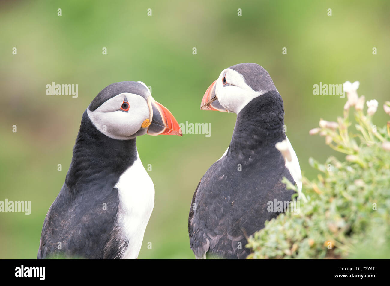 Two  stunning Puffins photographed in their environment. Stock Photo