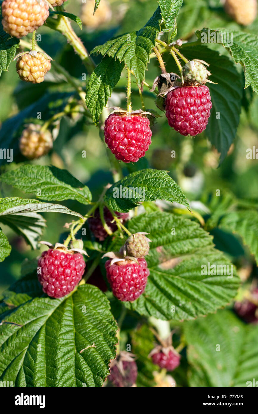 food aliment fruit bush berries juicy berry raspberrys Stock Photo Alamy