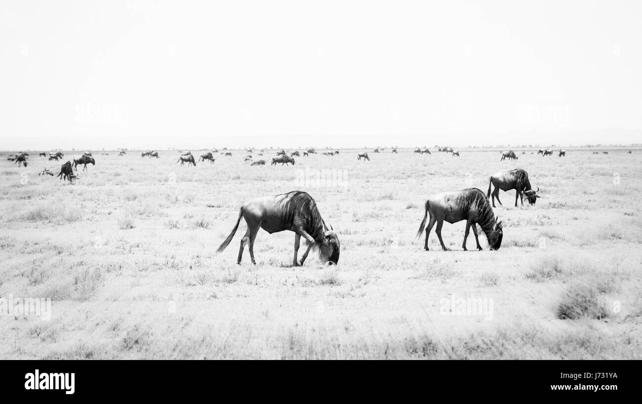 Blue Wildebeest or Brindled Gnu (Connochaetes taurinus) in Migration on the Plains of the Serengeti in Northern Tanzania Stock Photo