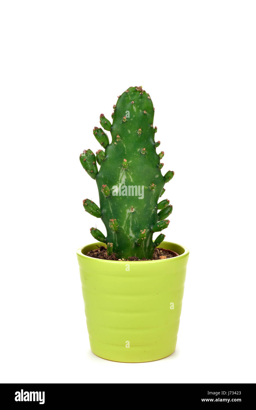 an opuntia cactus in a green ceramic plant pot, on a white background Stock Photo