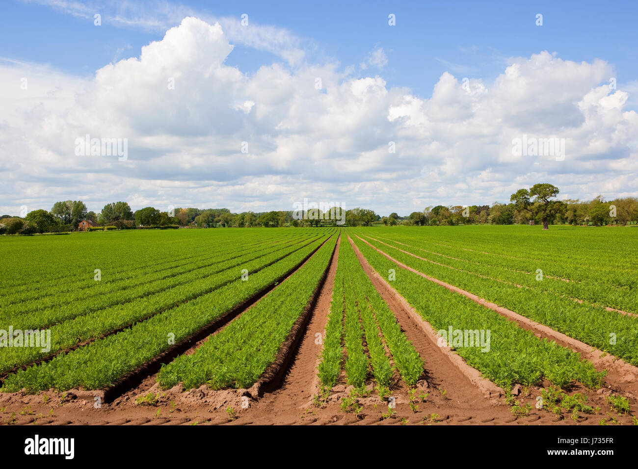 rows of young carrot plants with woodlands on the horizon under a blue cloudy sky in springtime in yorkshire Stock Photo