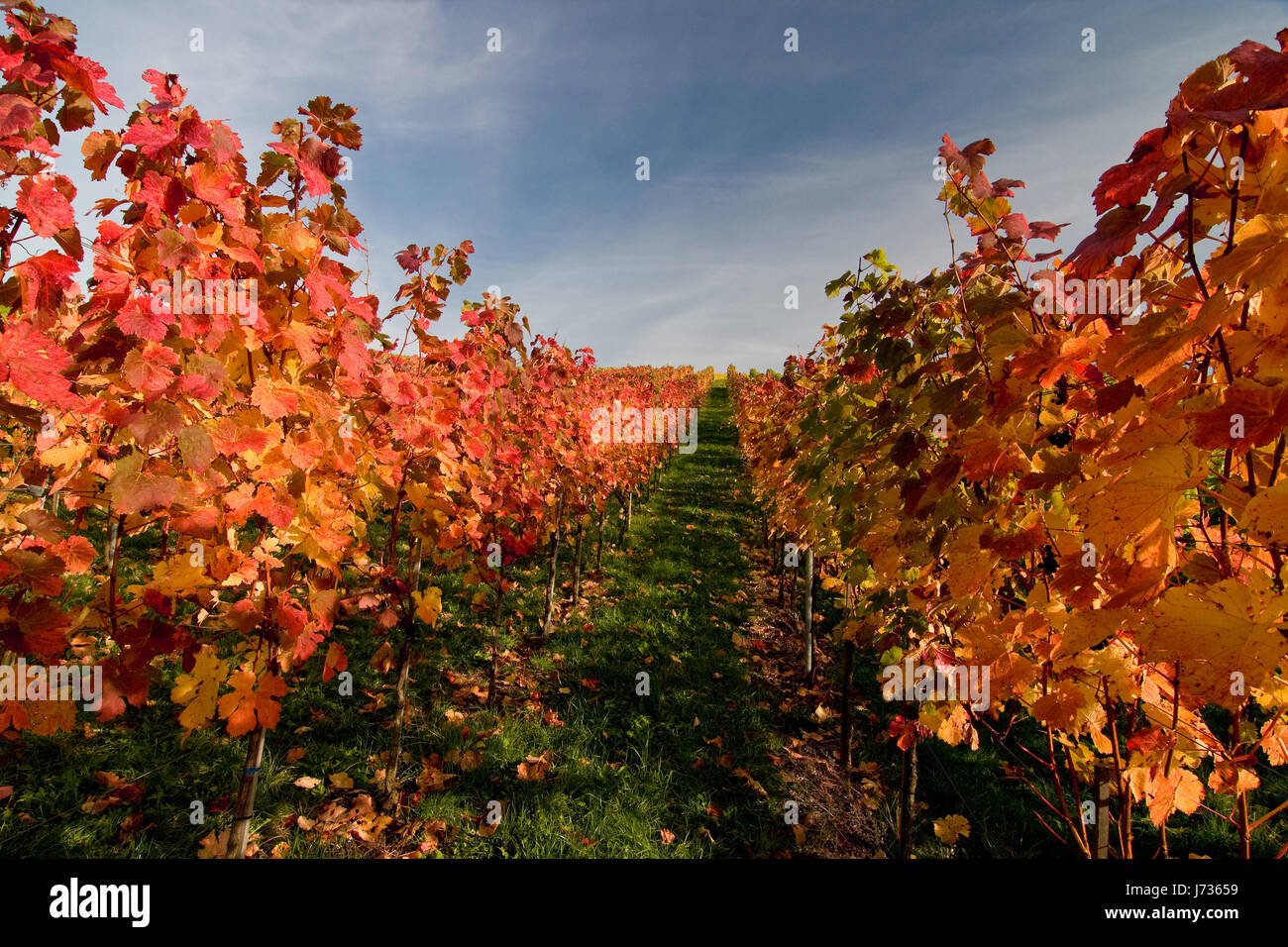 in the vineyard Stock Photo - Alamy