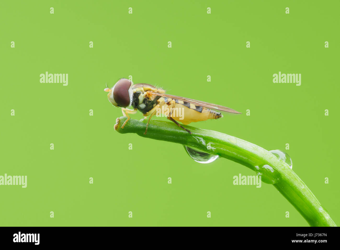 A female Syrphid Fly (Toxomerus geminatus) perches on the tip of a plant stem. Stock Photo
