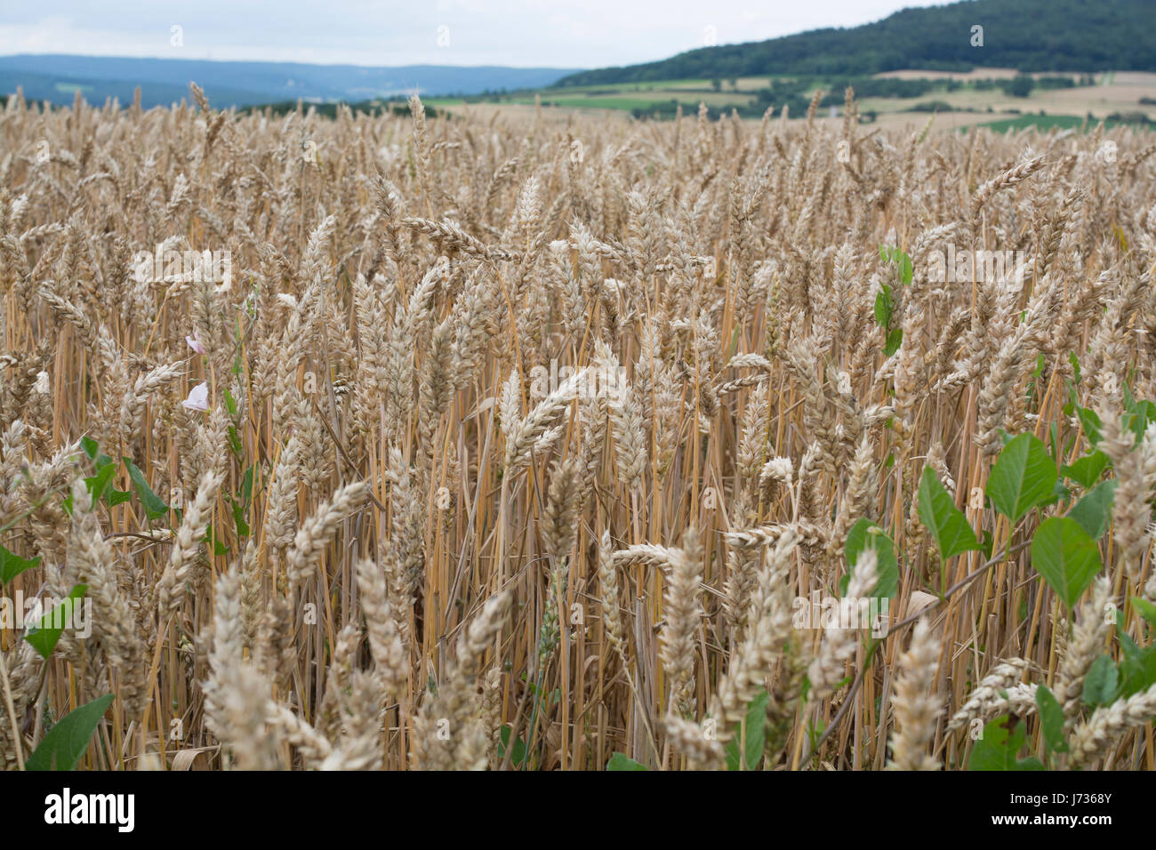 Wheat field in Bavaria, Germany - golden time Stock Photo - Alamy
