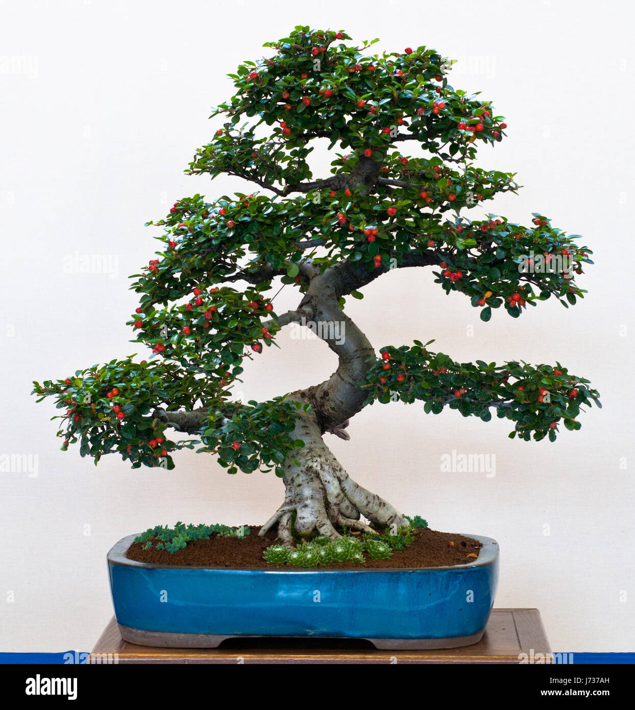 cotoneaster as bonsai Stock Photo - Alamy