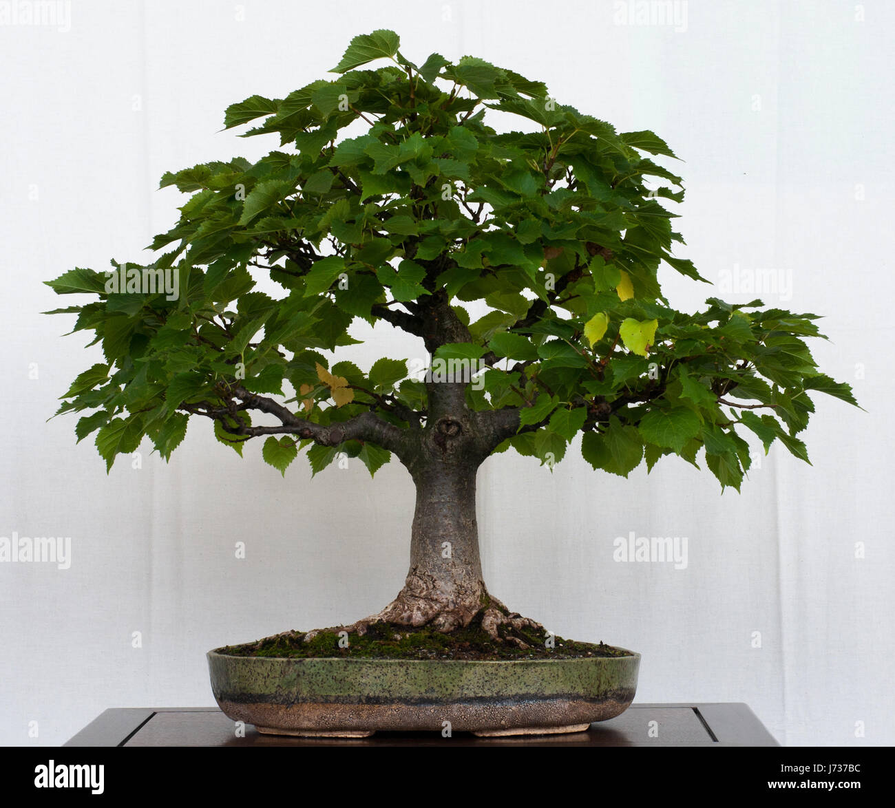 linde as bonsai Stock Photo - Alamy