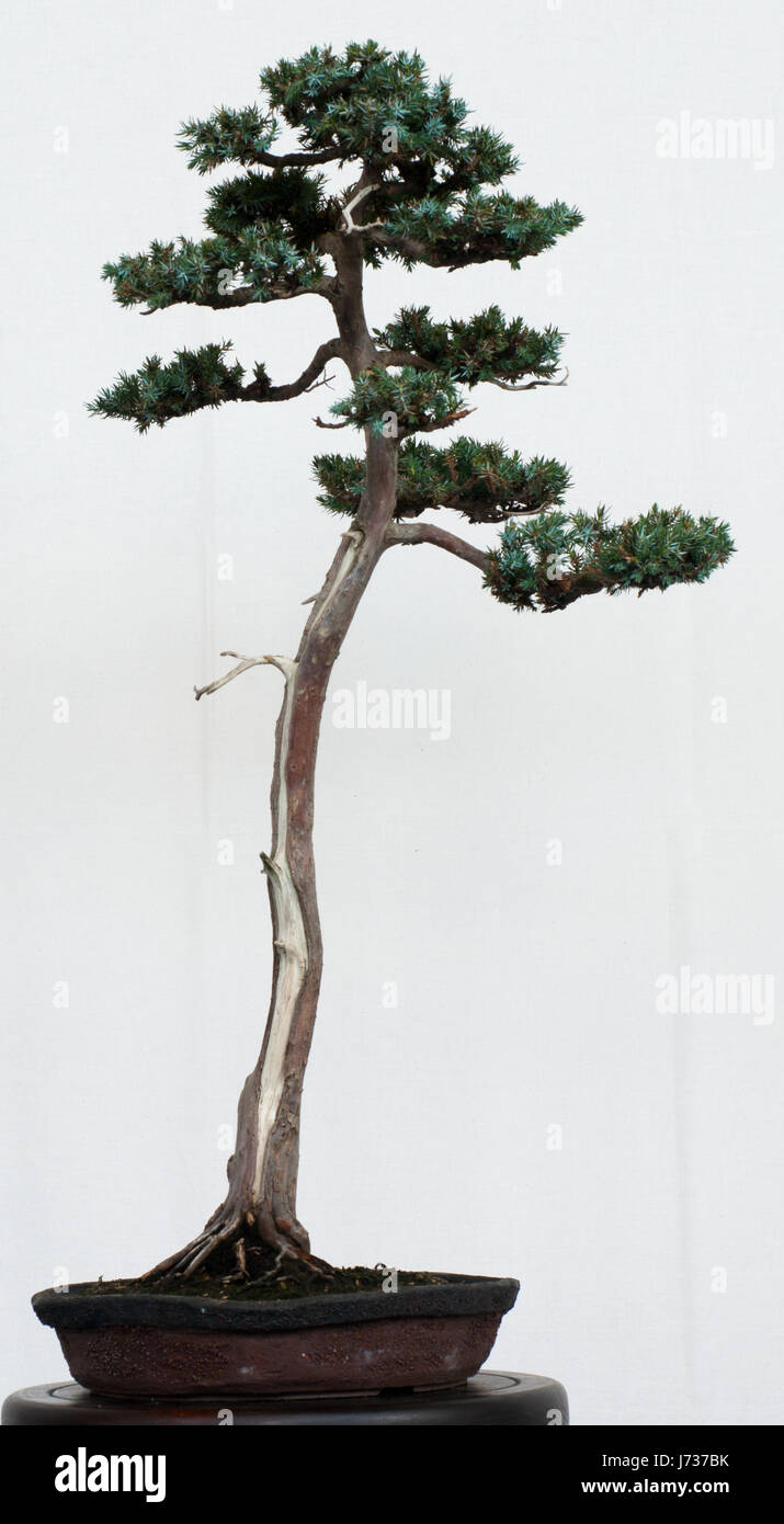 juniper as bonsai Stock Photo