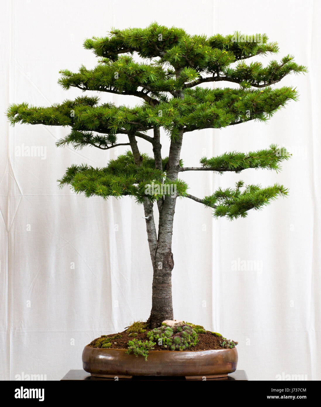 lebanon spruce bonsai Stock Photo