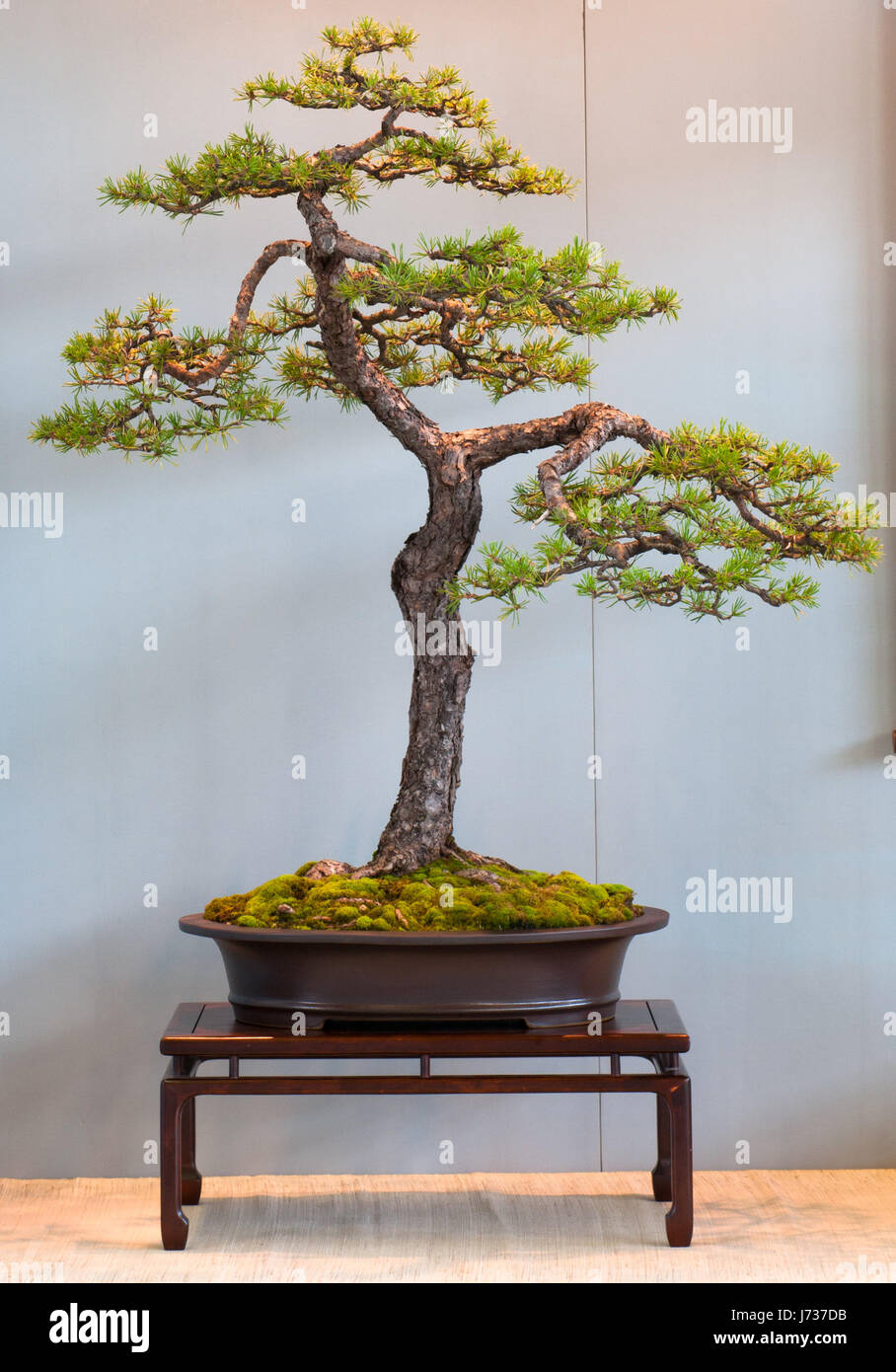 scots pine as bonsai Stock Photo