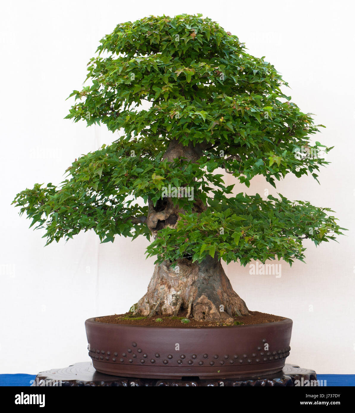 age maple tree as bonsai Stock Photo Alamy