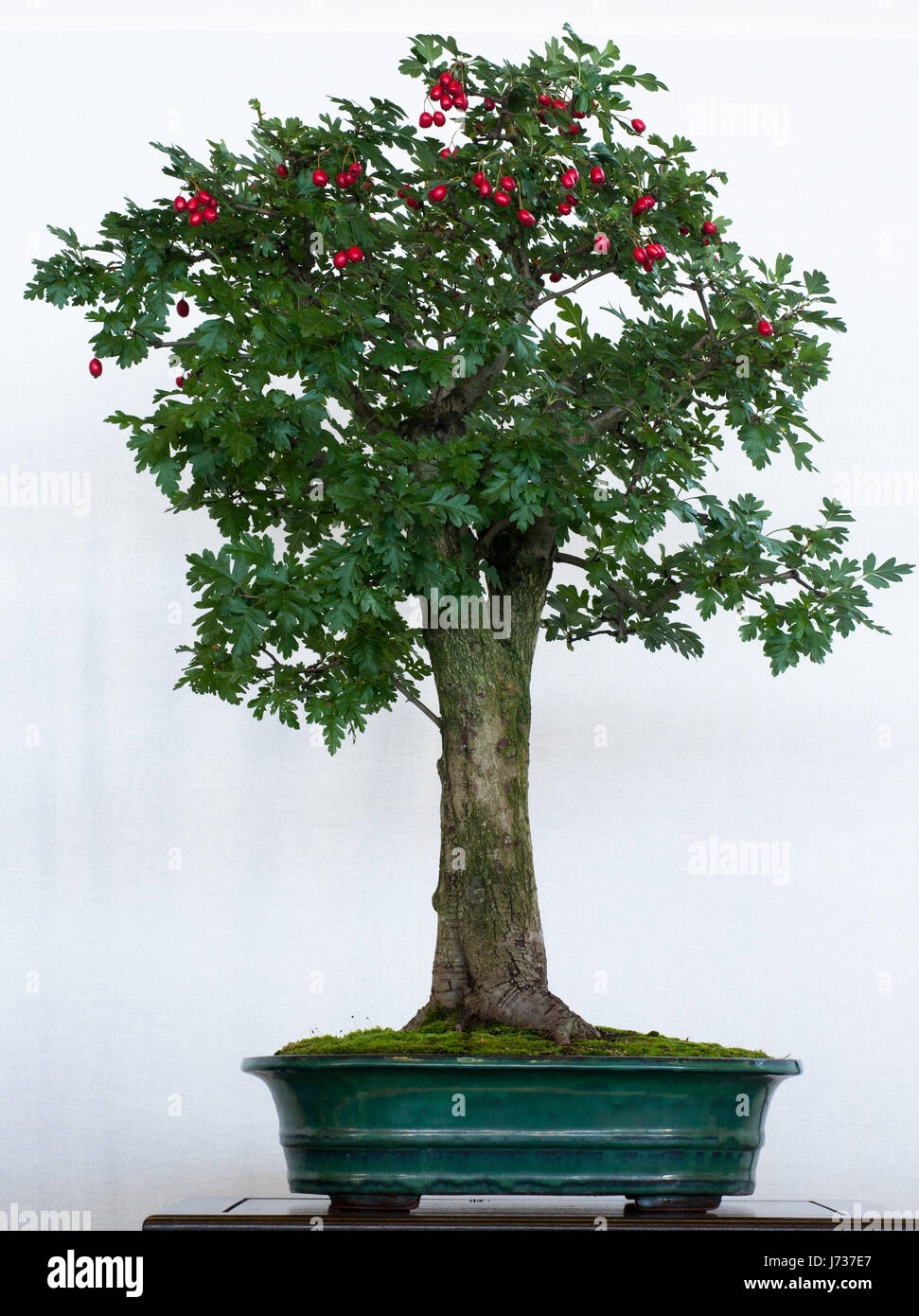 Hawthorn bonsai tree hires stock photography and images Alamy