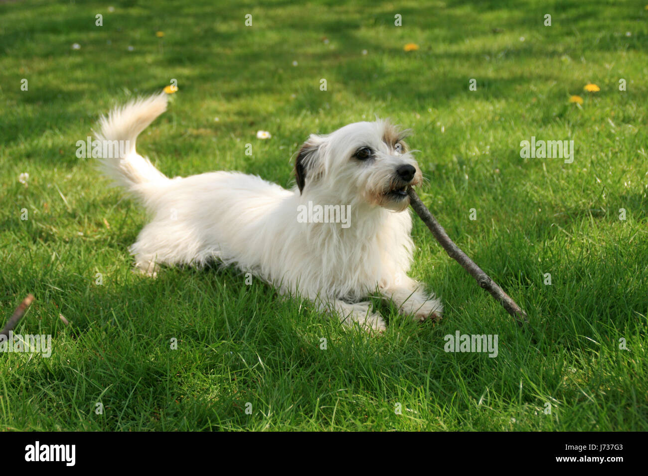 dog with branch Stock Photo Alamy