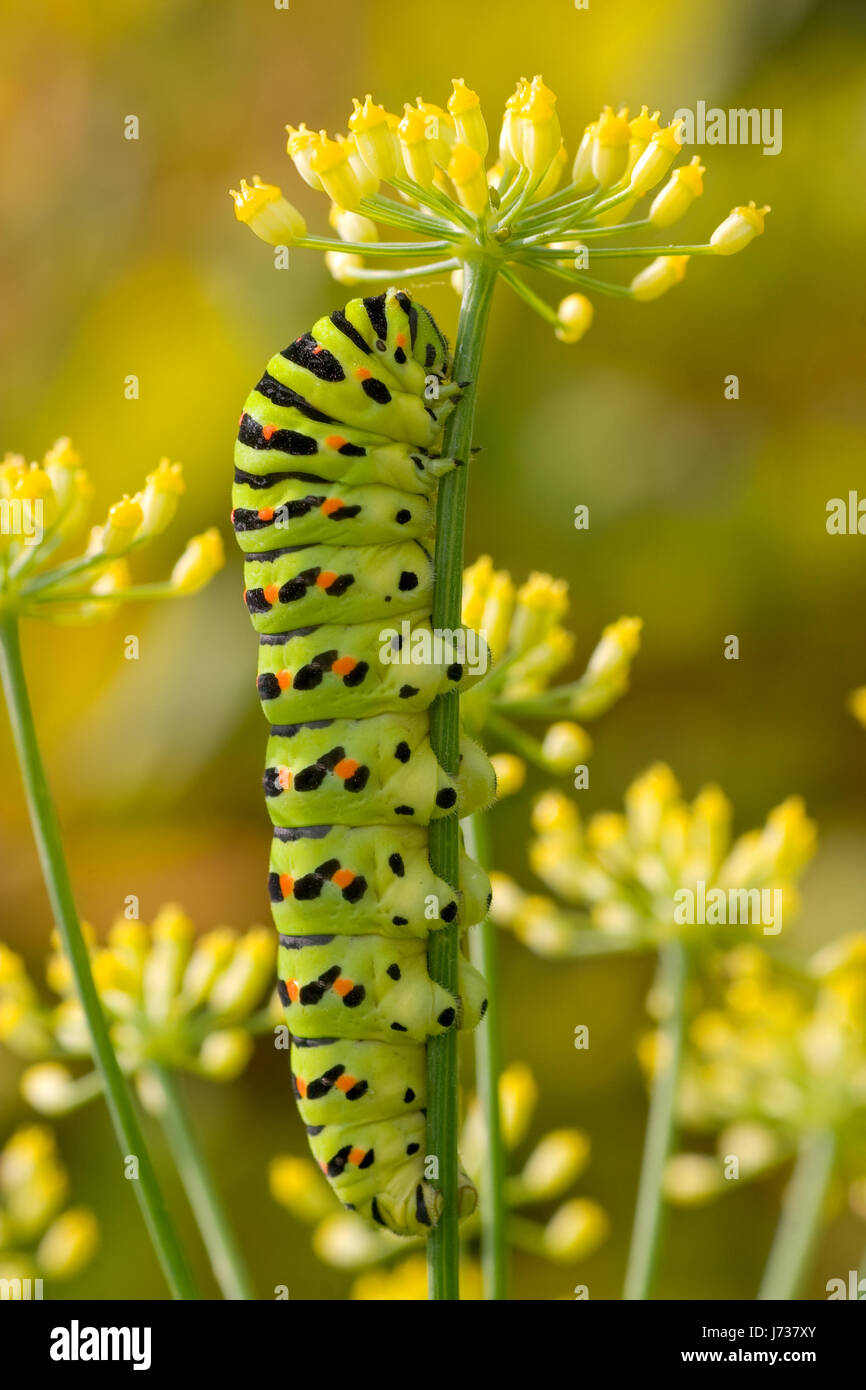 animal insect butterfly caterpillar metamorphosis swallowtail bug blue ...