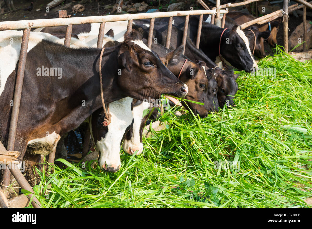 Cows on Farm. Black and white cows eating green grass in the stable under morning sunshine Stock